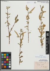 Foto von Salix alba subsp. vitellina (L.) Arcang.
